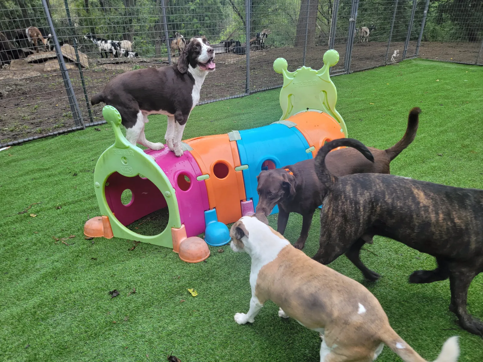 Dogs enjoying outdoor group play at Remi's Place