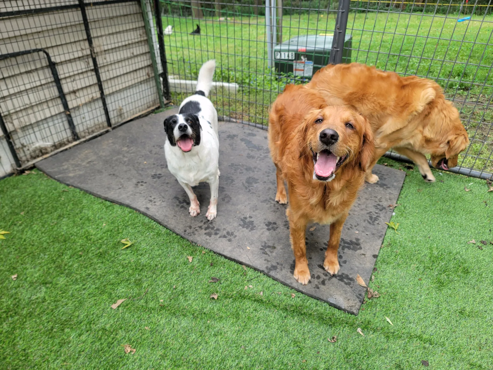 Happy Golden Retriever enjoying outdoor play at Remi's Place